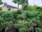 Juniperus Pfitzeriana Glauca bonsai 200-225