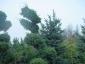 Juniperus bonsai 225-250