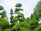 Ilex crenata bonsai 200-225