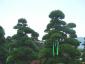 Ilex crenata bonsai 225-250