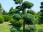 Pinus parviflora Glauca bonsai