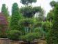 Pinus contorta bonsai