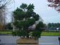 Pinus sylvestris bonsai 225-250