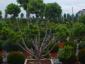 Pinus sylvestris Watererii vormboom
