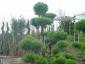 Pinus nigra nigra bonsai 175-200