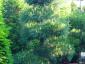 Pinus nigra nigra bonsai 200-250