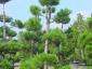 Pinus nigra nigra bonsai 250-300