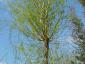 Salix Babylonica Aurea 25-30HO c250